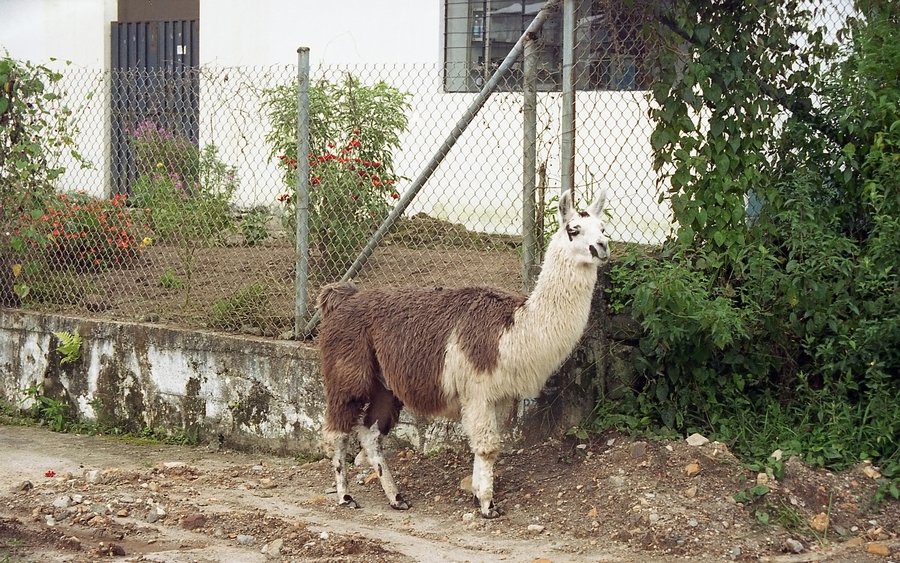 lama_filtered.jpg