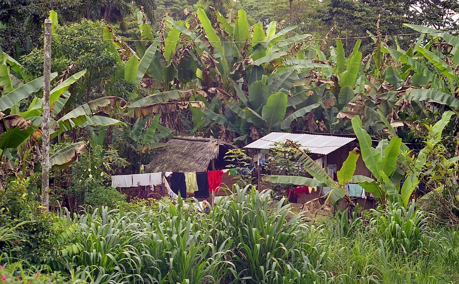 na kraji Amazonie_filtered.jpg