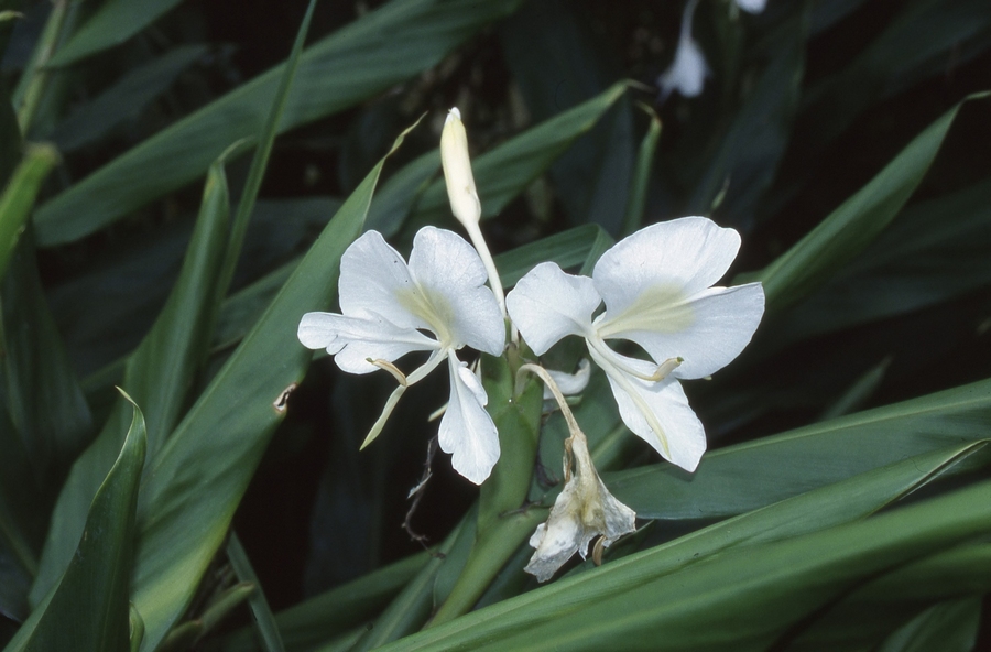 orchidej2_filtered.jpg