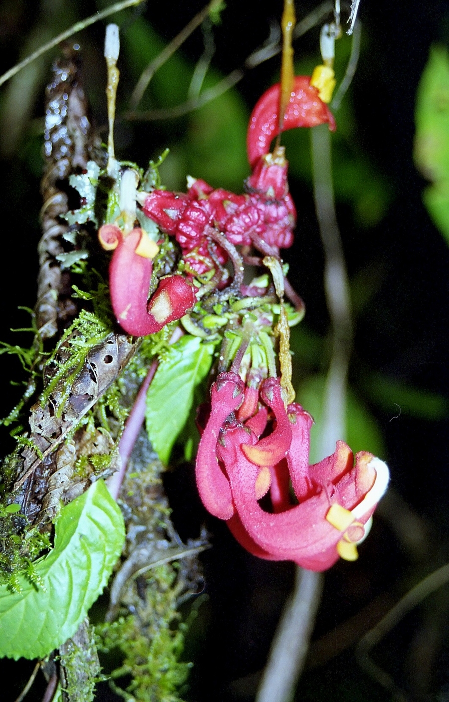 orchidej_filtered.jpg